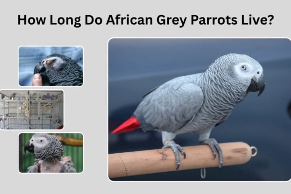 How Long Do African Grey Parrots Live? Lifespan, Care, and Longevity Tips