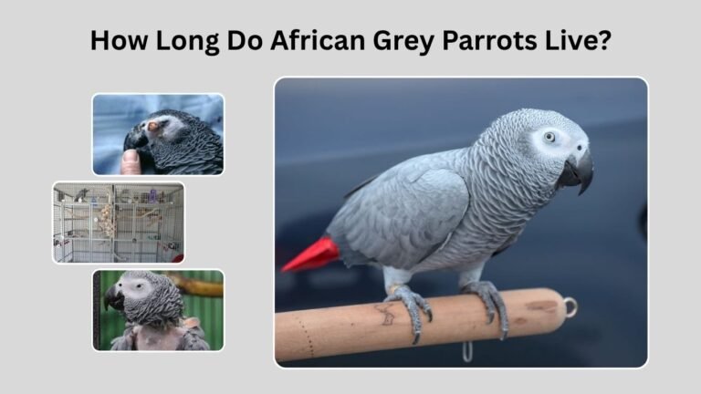How Long Do African Grey Parrots Live? Lifespan, Care, and Longevity Tips