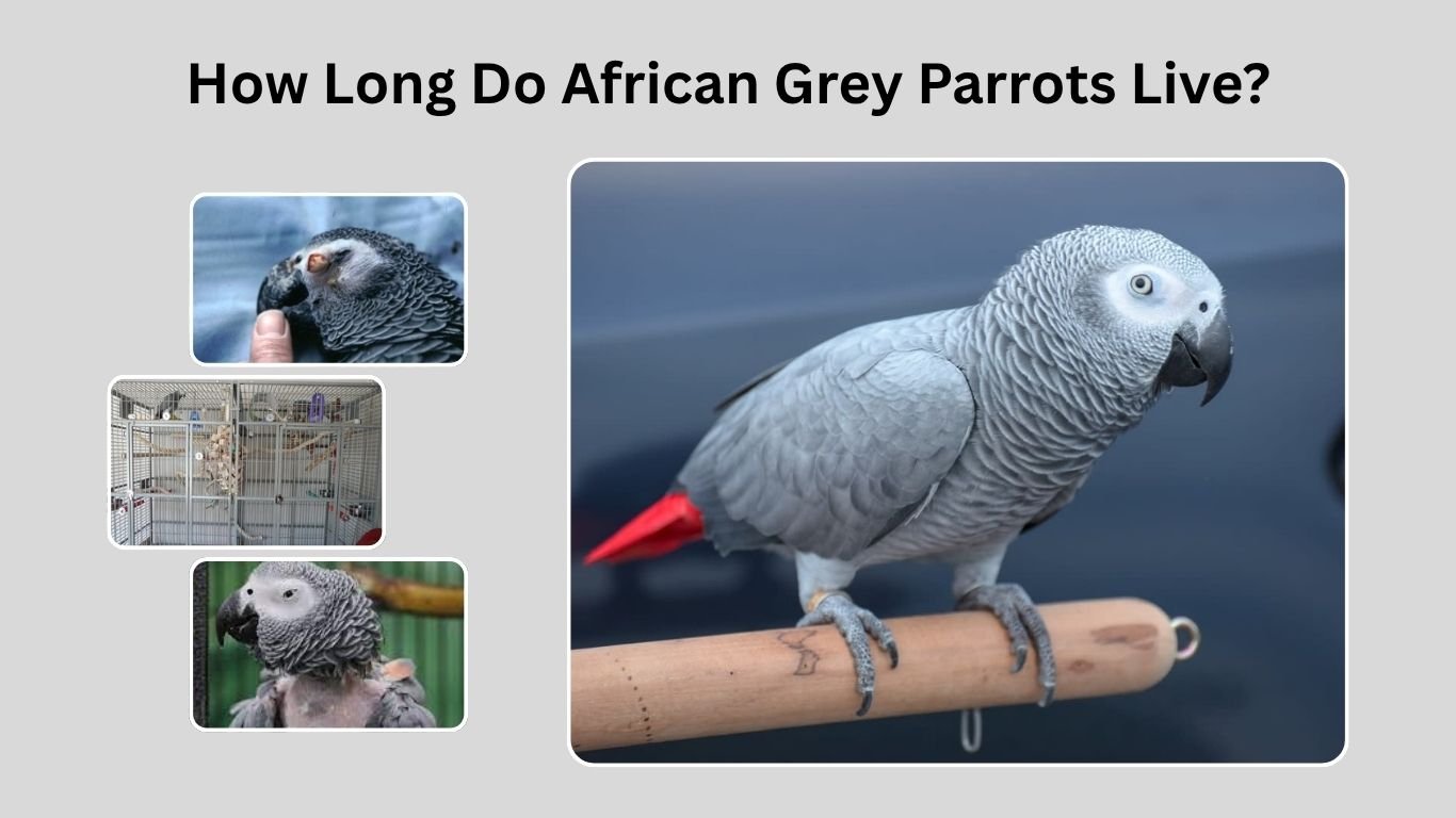 How Long Do African Grey Parrots Live? Lifespan, Care, and Longevity Tips