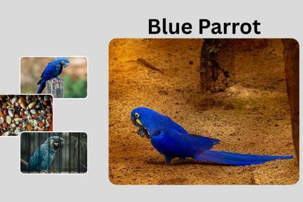 Blue Parrot: Types, Facts, and Pet Care Guide