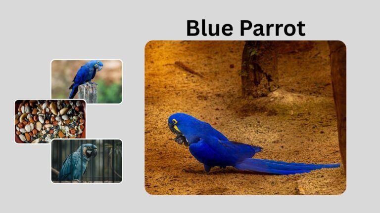 Blue Parrot: Types, Facts, and Pet Care Guide