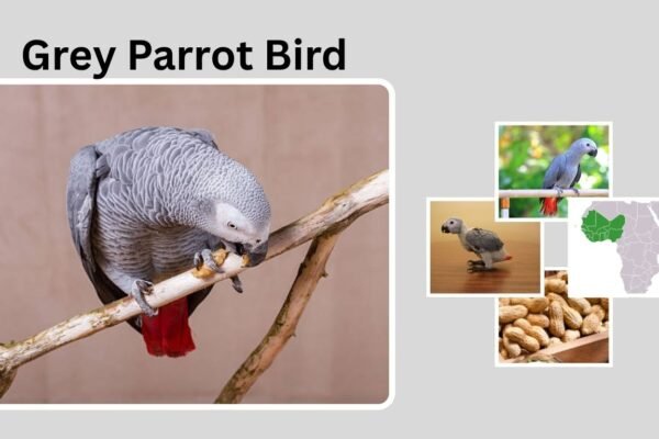 Grey Parrot Bird: Identification, Habitat, Behavior, Diet, and Lifecycle