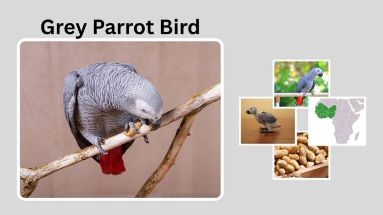 Grey Parrot Bird: Identification, Habitat, Behavior, Diet, and Lifecycle