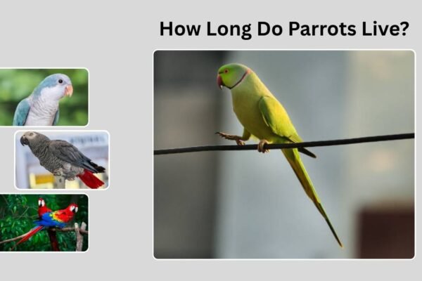 How Long Do Parrots Live? Lifespan, Factors, and Species Comparison