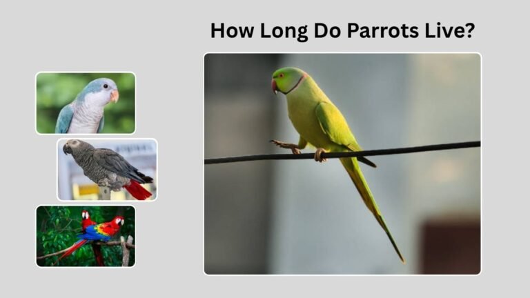 How Long Do Parrots Live? Lifespan, Factors, and Species Comparison