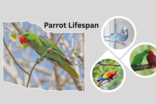 Parrot Lifespan: How Long Do Parrots Live by Species and Care