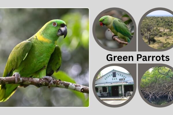 Green Parrots: Species, Facts, and Lifespan Explained