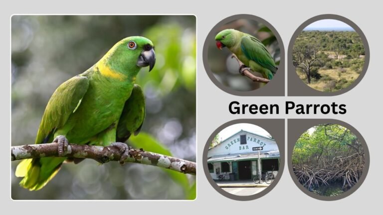 Green Parrots: Species, Facts, and Lifespan Explained