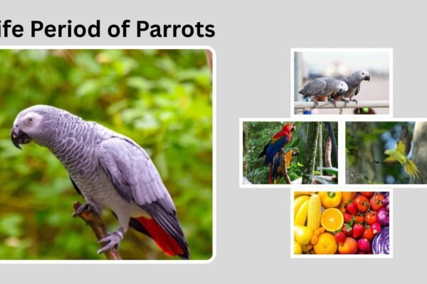 Life Period of Parrots: Lifespan, Care, and Longevity Facts