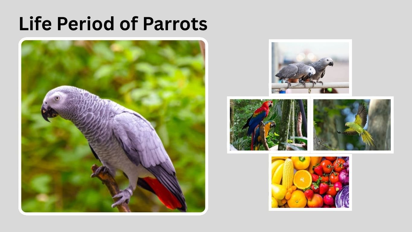 Life Period of Parrots: Lifespan, Care, and Longevity Facts