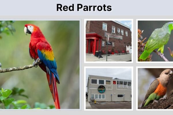 Red Parrots: Traits, Types, and Interesting Facts