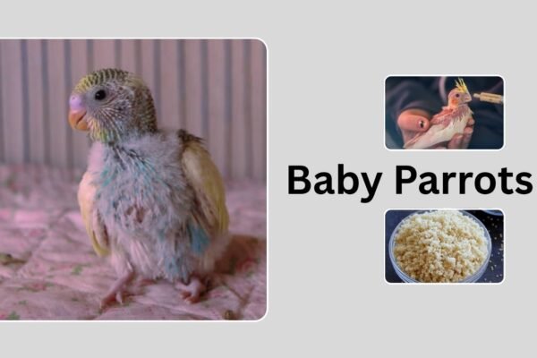 Baby Parrots: Diet, Breeds, and How to Raise Them