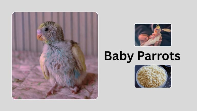 Baby Parrots: Diet, Breeds, and How to Raise Them