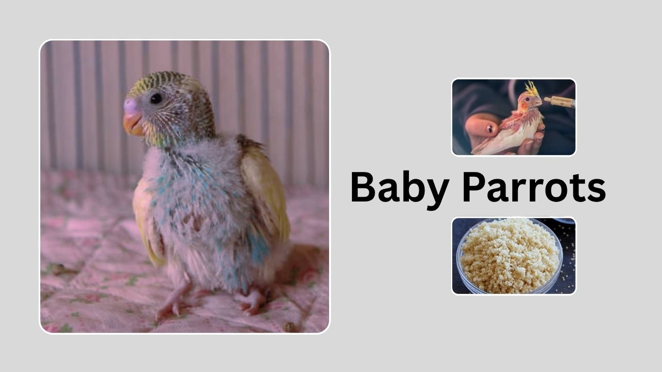 Baby Parrots: Diet, Breeds, and How to Raise Them