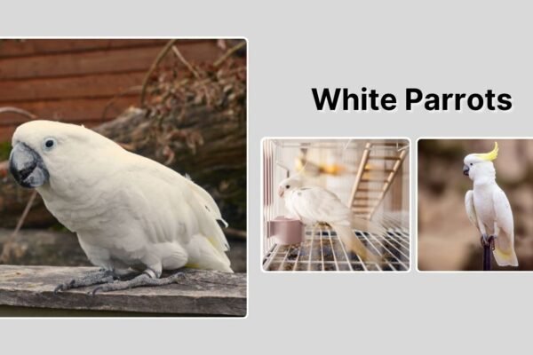 White Parrots: Species, Identification, and Care Guide