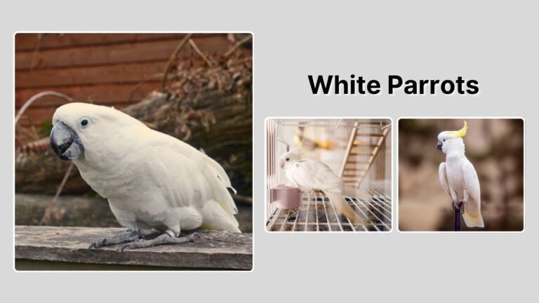 White Parrots: Species, Identification, and Care Guide