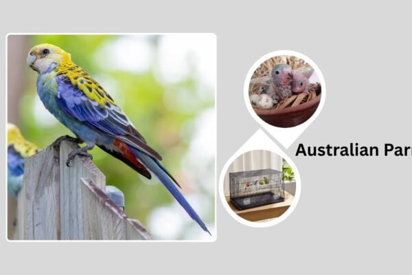 Australian Parrots: Species, Identification, and Habitat Guide