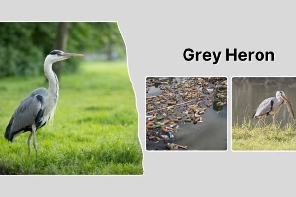Grey Heron: Identification, Habitat, Behaviors, Diet and lifecycle