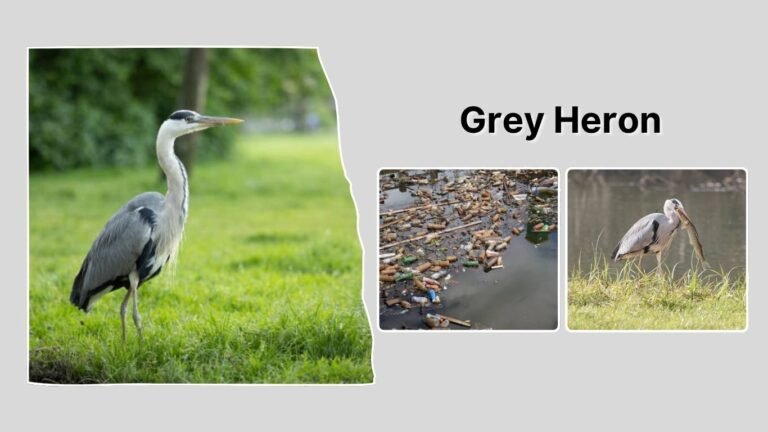 Grey Heron: Identification, Habitat, Behaviors, Diet and lifecycle