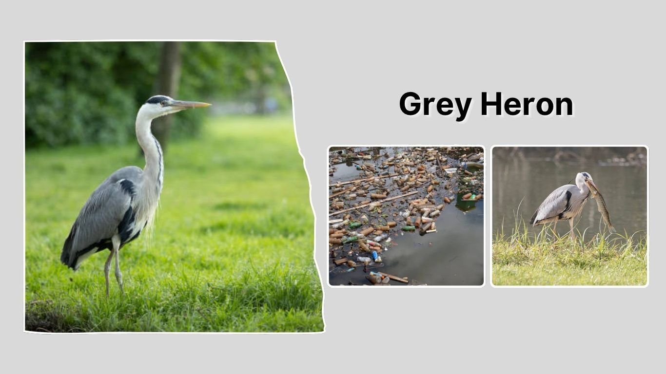 Grey Heron: Identification, Habitat, Behaviors, Diet and lifecycle