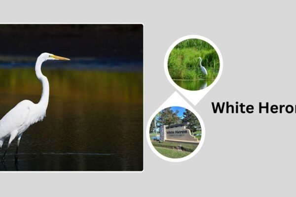 White Heron: Identification, Habitat, Behaviors, Diet and Facts