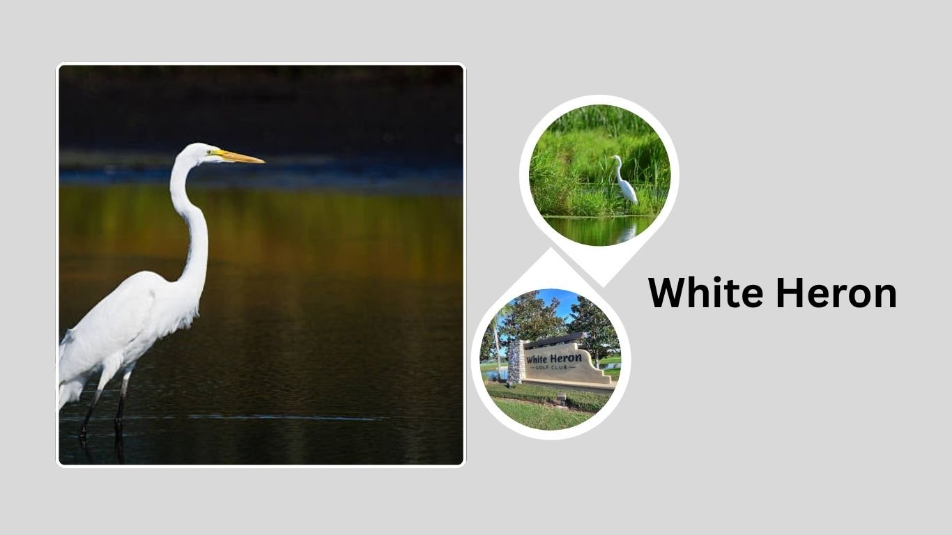 White Heron: Identification, Habitat, Behaviors, Diet and Facts