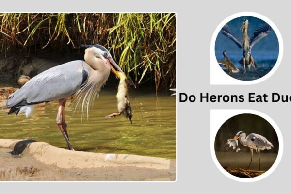Do Herons Eat Ducks? Surprising Facts About Heron Diet and Hunting Behavior