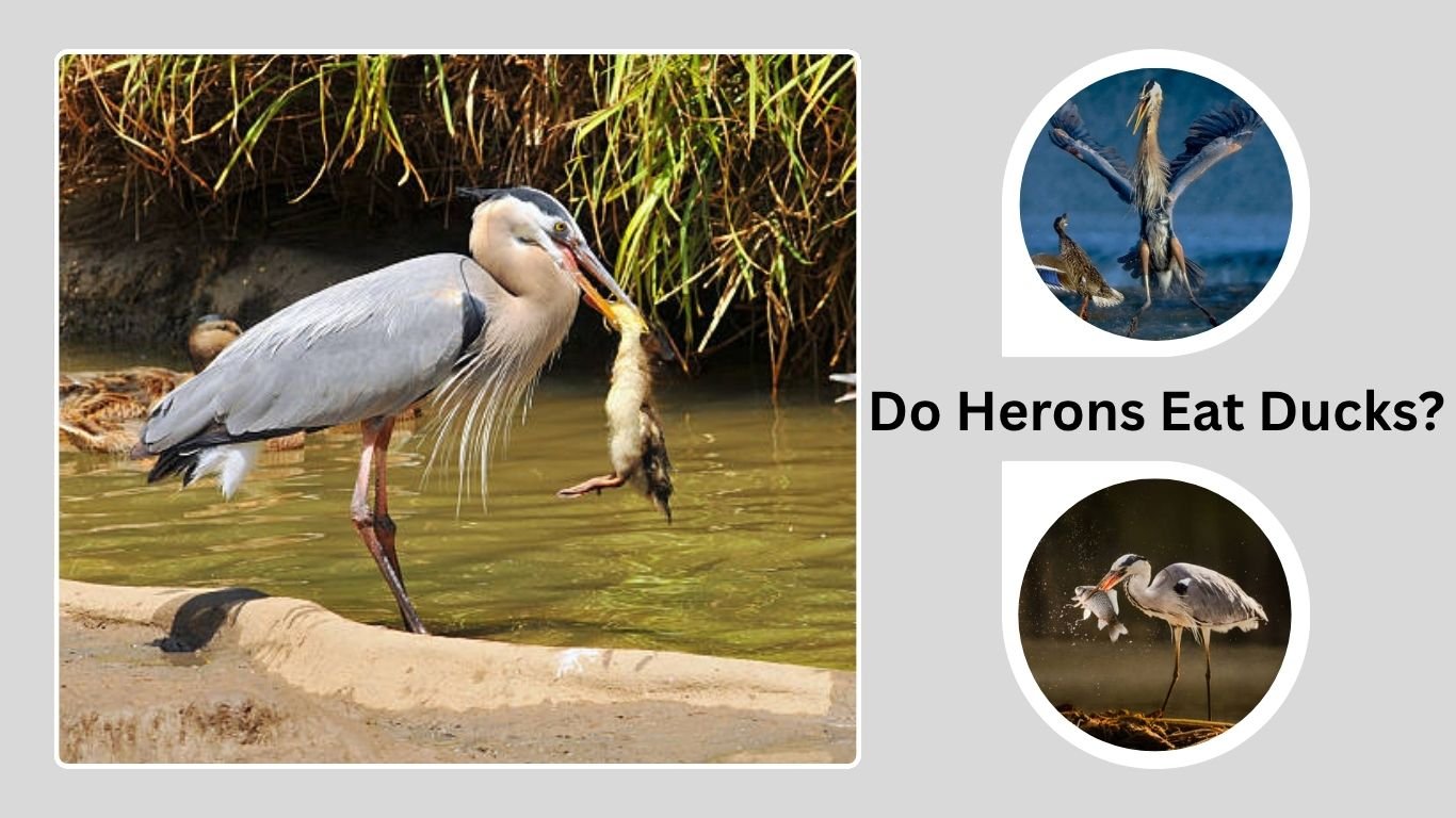 Do Herons Eat Ducks? Surprising Facts About Heron Diet and Hunting Behavior