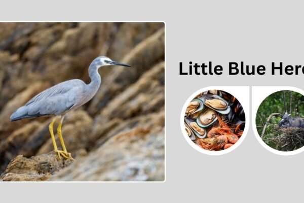 Little Blue Heron: Identification, Habitat, and Interesting Facts
