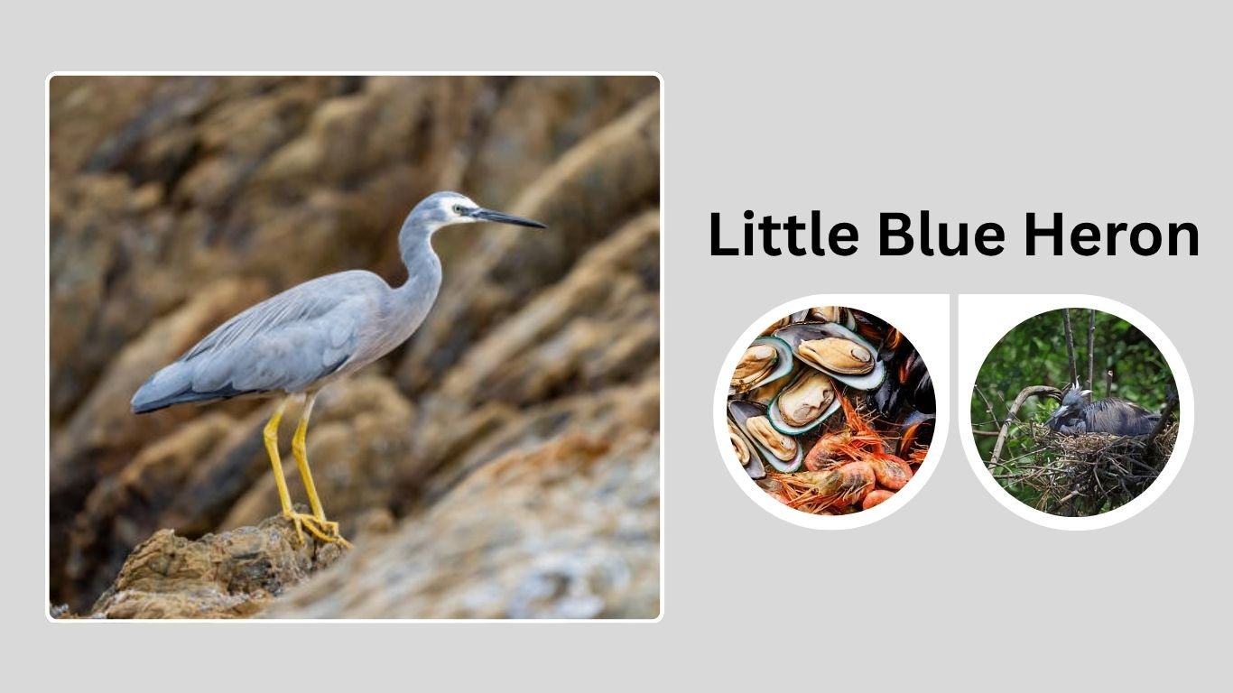 Little Blue Heron: Identification, Habitat, and Interesting Facts