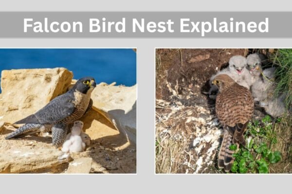 Falcon Bird Nest Explained