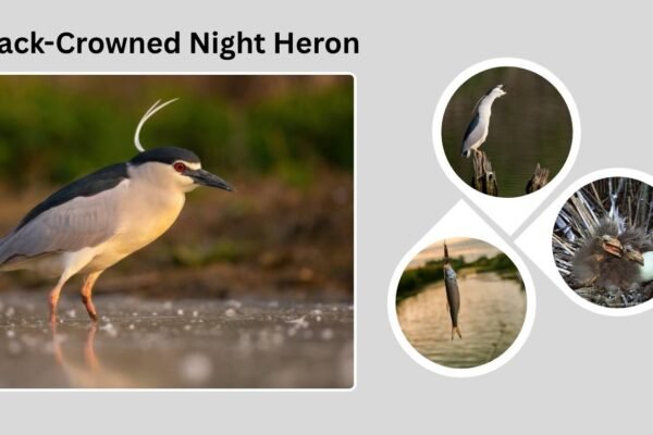 Black-Crowned Night Heron: Behavior, Habitat, and Interesting Facts