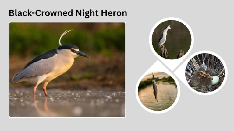 Black-Crowned Night Heron: Behavior, Habitat, and Interesting Facts