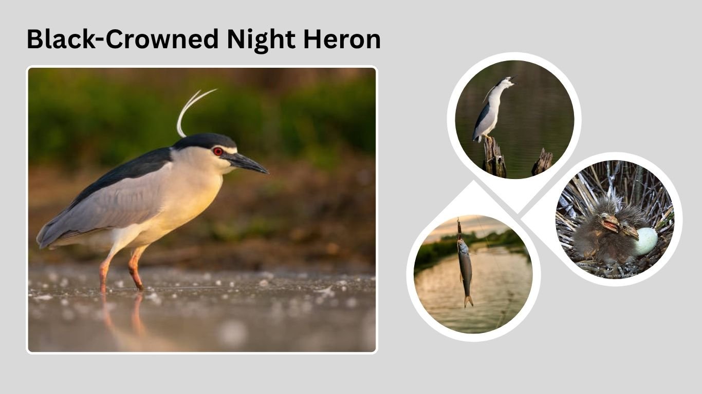 Black-Crowned Night Heron: Behavior, Habitat, and Interesting Facts