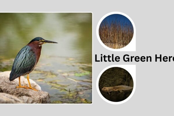 Little Green Heron: Intelligence, Habitat, and Feeding Behavior