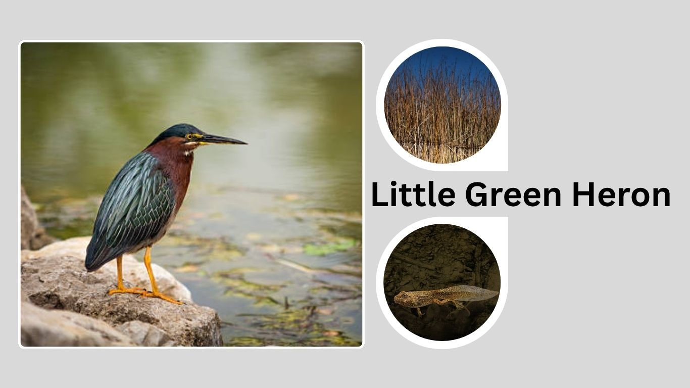 Little Green Heron: Intelligence, Habitat, and Feeding Behavior