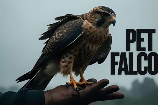 Pet Falcon: Everything You Need to Know Before Owning One