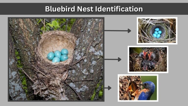 Bluebird Nest Identification and Nesting Habits