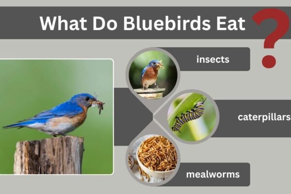 What Do Bluebirds Eat?