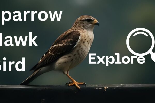 Sparrow Hawk Bird: Identification, Behavior, and Facts