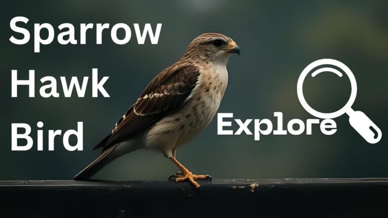 Sparrow Hawk Bird: Identification, Behavior, and Facts