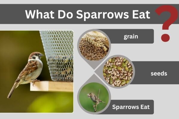 What Do Sparrows Eat?