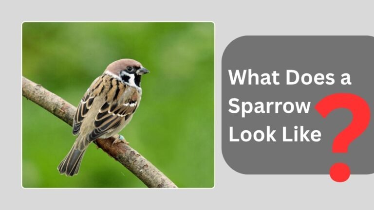 What Does a Sparrow Look Like?