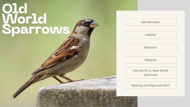 Old World Sparrows: Identification, Habitat, Behavior and Lifespan