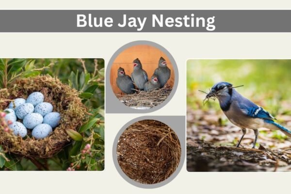 Blue Jay Nesting