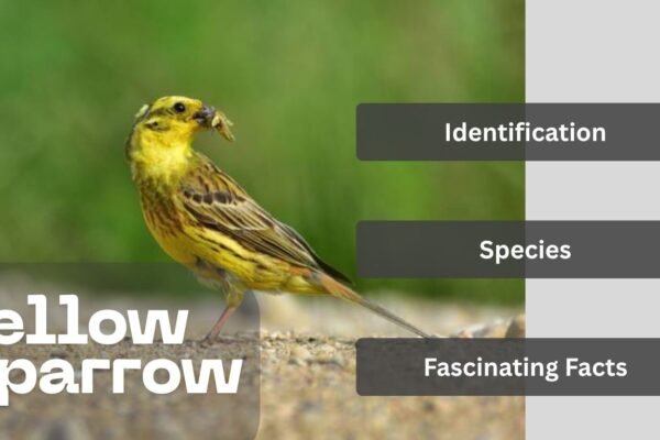 The Yellow Sparrow: Identification, Species, and Fascinating Facts
