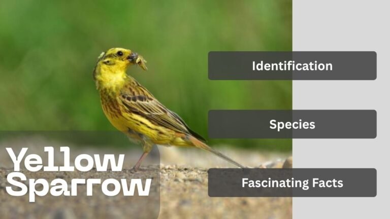 The Yellow Sparrow: Identification, Species, and Fascinating Facts
