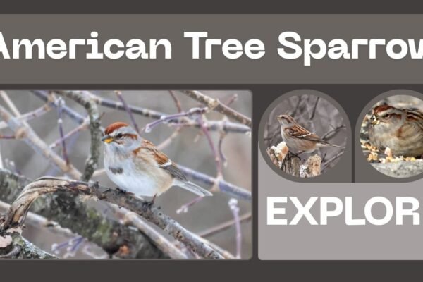 American Tree Sparrow: Identification, Habitat, and Fascinating Facts