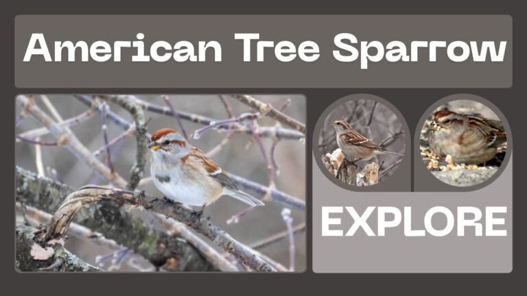 American Tree Sparrow: Identification, Habitat, and Fascinating Facts