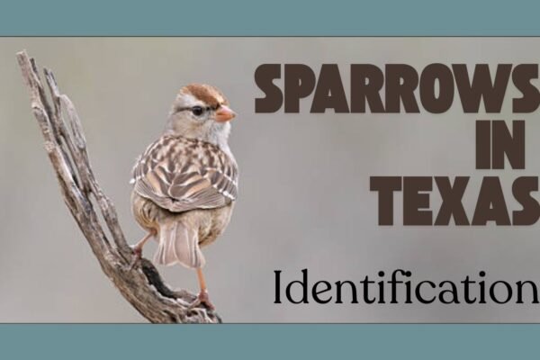 Sparrows in Texas: Identification, Habitat, Behavior, and Lifespan